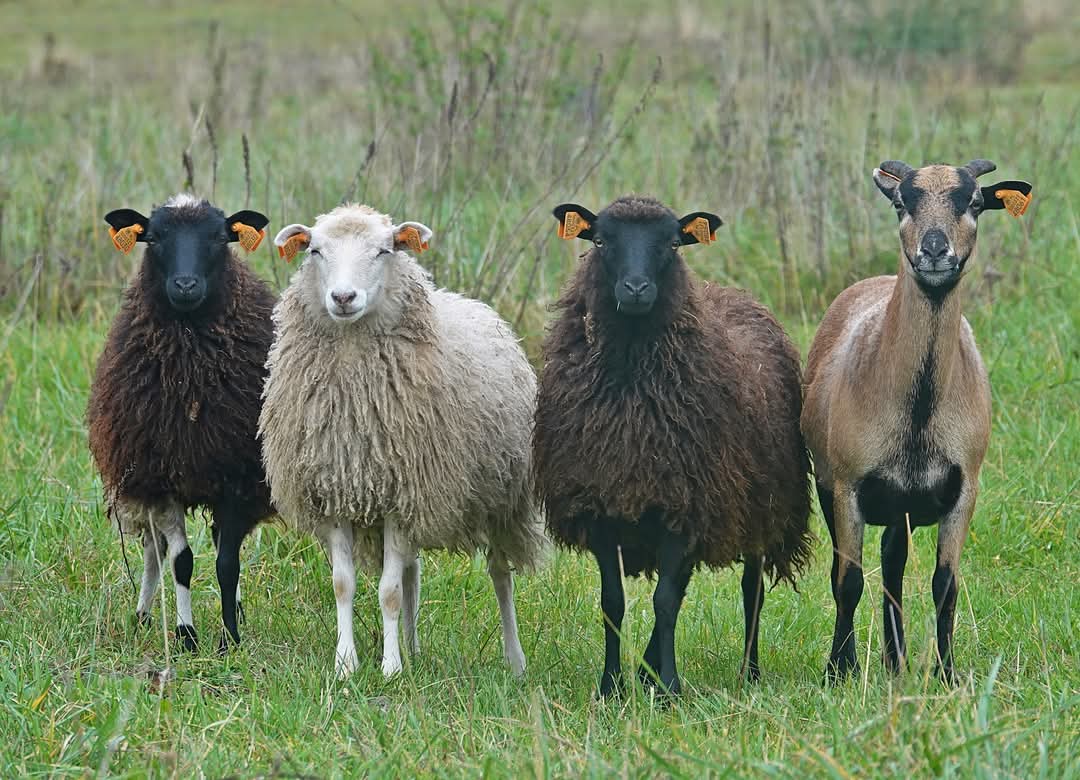 FB_IMG_1742455293779